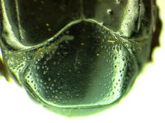 Hololepta