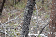 Eucalyptus crebra