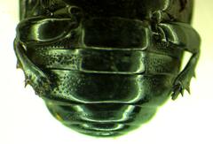 Hololepta