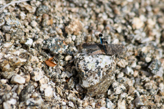 Lactista gibbosus