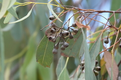 Eucalyptus crebra