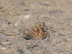 Hipparchia tamadabae