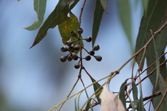Eucalyptus crebra