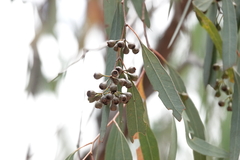 Eucalyptus crebra