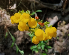 Calceolaria dentata