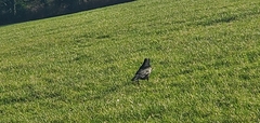 Corvus corone