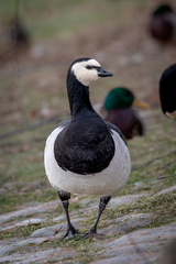 Branta leucopsis