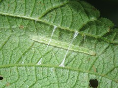 Orphanostigma haemorrhoidalis