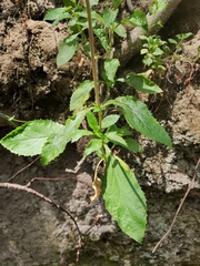 Calceolaria dentata