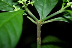 Palicourea racemosa