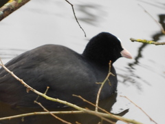 Fulica atra