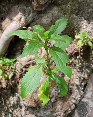 Calceolaria dentata