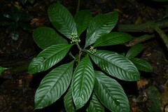 Palicourea racemosa