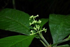 Palicourea racemosa