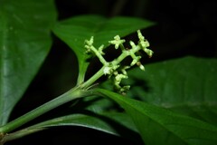 Palicourea racemosa