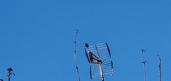 Sturnus vulgaris