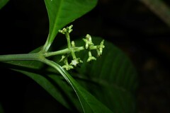 Palicourea racemosa
