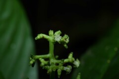 Palicourea racemosa