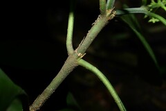 Palicourea racemosa