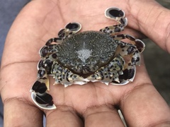 Matuta