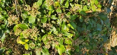 Viburnaceae