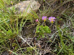 Oxalis obliquifolia
