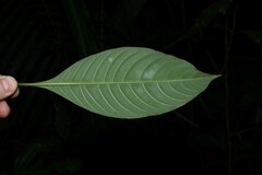 Palicourea racemosa