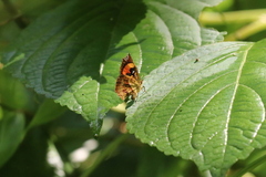 Pterodecta felderi