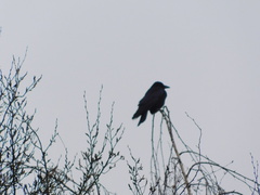 Corvus corone