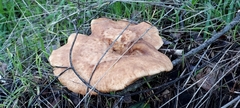 Polyporus mcmurphyi