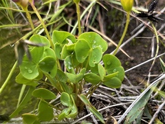 Oxalis obliquifolia