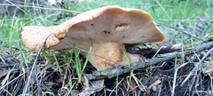 Polyporus mcmurphyi