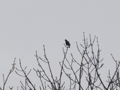 Sturnus vulgaris