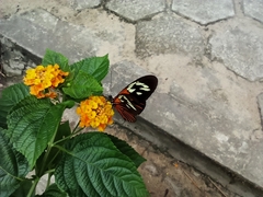 Lepidoptera