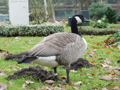 Branta canadensis
