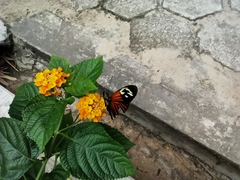 Lepidoptera