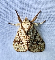 Lophocampa mixta