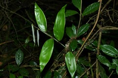 Pariana campestris
