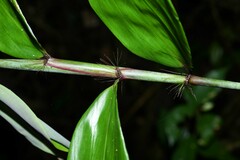 Pariana campestris
