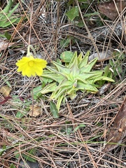 Pinguicula lutea