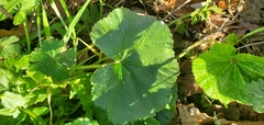 Malva trimestris