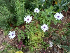 Dimorphotheca ecklonis