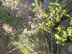 Diospyros lycioides