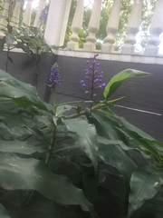 Dichorisandra thyrsiflora