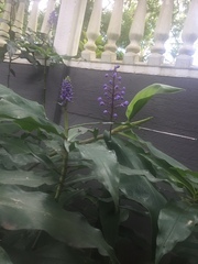 Dichorisandra thyrsiflora