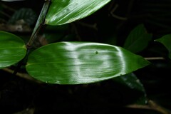 Pariana campestris