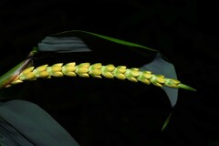 Pariana campestris