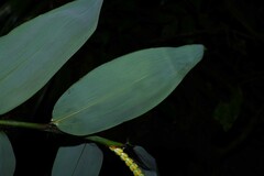 Pariana campestris