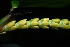 Pariana campestris