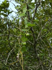 Passiflora vespertilio